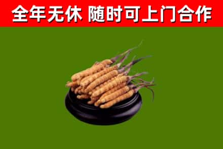 藤县烟酒回收冬虫夏草.jpg